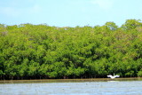 Egret, John Pennekamp Coral Reef State Park, Florida Keys