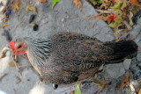 Chicken, Key West