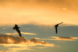 Sea Gulls, sunset, Key Largo, Florida Keys