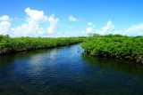 Mangroves, John Pennekamp Coral Reef State Park, Florida Keys