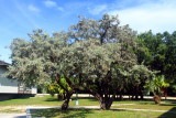 Tree Colony, Bahia Honda State Park, Bahia Honda Key, Florida Keys