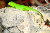 Lizard, National Key Deer Refuge, Big Pine Key, Florida Keys