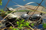 Turtle, National Key Deer Refuge, Big Pine Key, Florida Keys