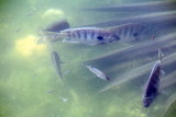 Fish, National Key Deer Refuge, Big Pine Key, Florida Keys