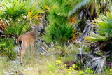 Key Deer, National Key Deer Refuge, Big Pine Key, Florida Keys
