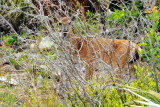 Key Deer, National Key Deer Refuge, Big Pine Key, Florida Keys