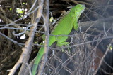 Iguana, National Key Deer Refuge, Big Pine Key, Florida Keys