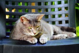 Polydactyl cat, Hemingway Home, Key West