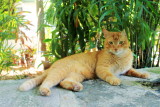 Polydactyl cat, Hemingway Home, Key West