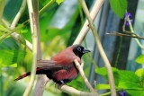 Key West Butterfly and Nature Conservatory, Florida