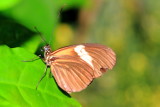 Heliconius erato reductimaculata - Small Postman Male, Key West Butterfly and Nature Conservatory, Florida