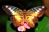 Parthenos sylvia - The Clipper, Key West Butterfly and Nature Conservatory, Florida