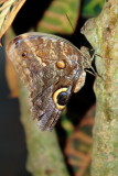 Caligo memnon - Owl Butterfly, Key West Butterfly and Nature Conservatory, Florida
