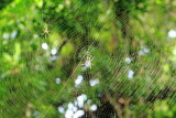 Golden orb-weaver spider, Hugh Taylor Birch State Park, Ft. Lauderdale, Florida