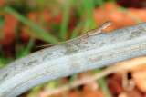 Lizard, Hugh Taylor Birch State Park, Ft. Lauderdale, Florida