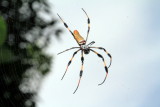Golden orb-weaver spider, Hugh Taylor Birch State Park, Ft. Lauderdale, Florida