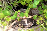 Tortoise, Hugh Taylor Birch State Park, Ft. Lauderdale, Florida