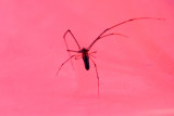 Spider, Sunset Lakes Resort, Joslin, IL