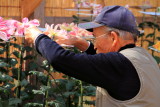 Caring for the Chrysanthemum, Narita-san Shinshō-ji Temple, Narita, Japan