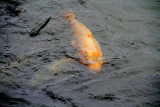 Lurking fish, Rokuon-ji Temple, Kinkaku-ji,  Kyoto, Japan