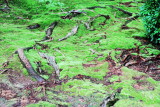 Roots, Ryōan-ji, The Temple of the Dragon at Peace, Kyoto, Japan