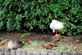 Duck, Ryōan-ji, The Temple of the Dragon at Peace, Kyoto, Japan