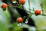 Dew drops, Tenryū-ji, Arashiyama, Kyoto, Japan