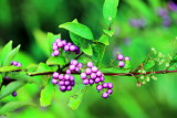 Berries, Tenryū-ji, Arashiyama, Kyoto, Japan