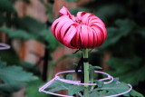 Chyransenthemum, Nijo Castle, Kyoto, Japan