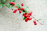 Berries, Telfair Square