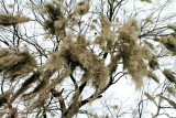 Spanish Moss