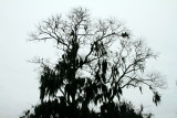 Spanish Moss on an Oak tree