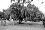 Colonial Park Cemetery, Oak tree with Gray Spanish Moss