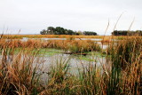 Savannah National Wildlife Refuge
