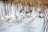 Ducks flying, Savannah National Wildlife Refuge