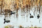 Ducks, Savannah National Wildlife Refuge