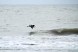 Pelican, Coligny beach, Atlantic Ocean