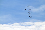 Birds in the sky, Coligny beach, Atlantic Ocean