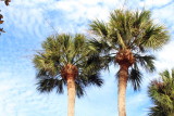 Trees, Shipyard Plantation