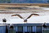 Pelican, Harbour Town