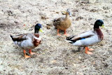 Ducks, Middelton Place
