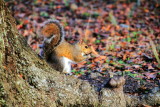 Squirrel, The Battery, White Point Gardens, c.1844