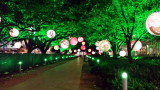 Night decorations, lights on trees