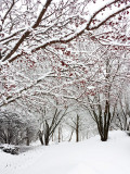 Winter, Chicago, Illinois