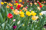 Tulips, Long Grove, Illinois