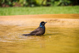 Chicago Botanic Garden bird bath Common Grackle (Quiscalus quiscula)