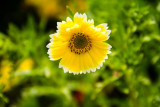 Chicago Botanic Garden sunflower
