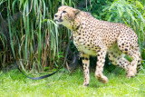 Cheetah, Cincinnati zoo, Ohio