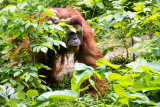 Orangutan, Cincinnati zoo, Ohio