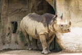 Rhino, Cincinnati zoo, Ohio